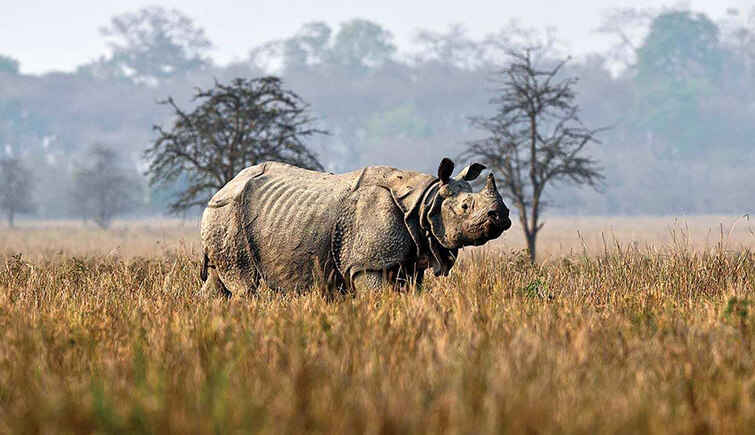 kaziranga rhino dna india