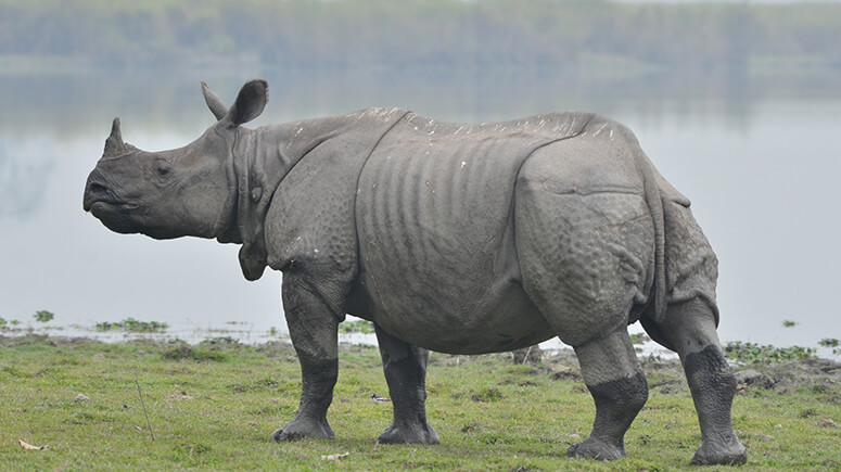 One-horned-rhino-in-Kaziranga