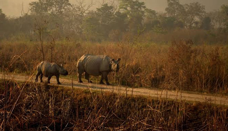 Rhino-in-Kaziranga-park