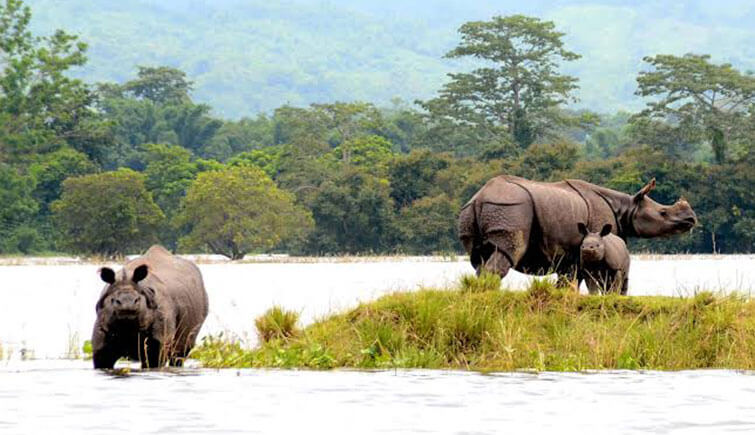 Rhino-in-Kaziranga