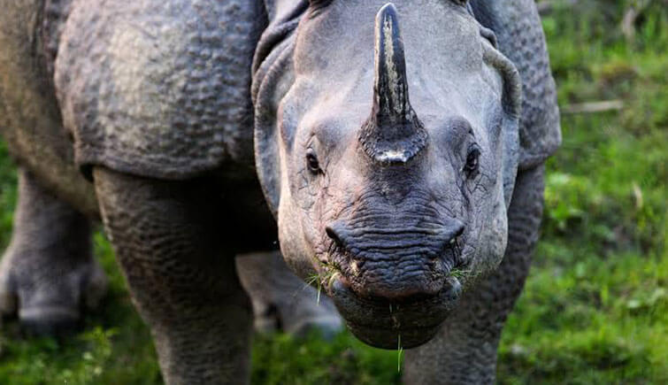 kaziranga-rhino