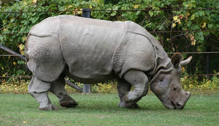 rhino-eating-grass