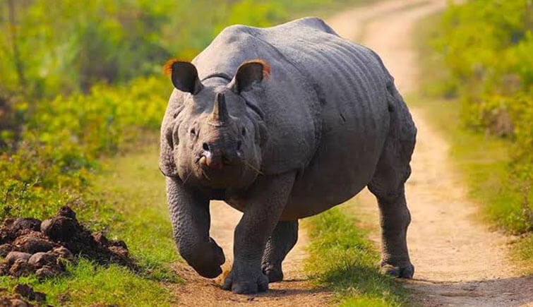 Kaziranga Rhino