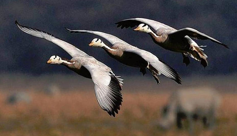 Wetland birds