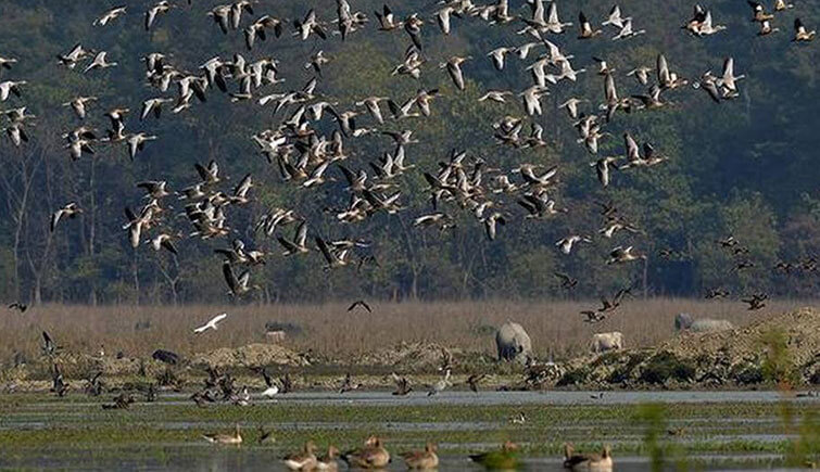 Wetlands Birds