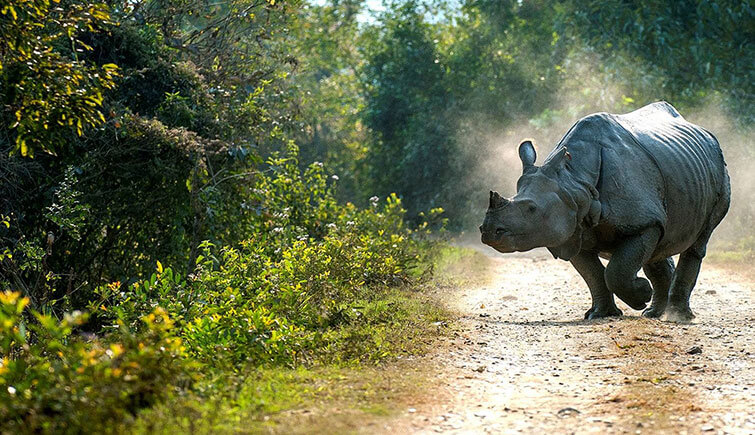 kaziranga national park amazing facts