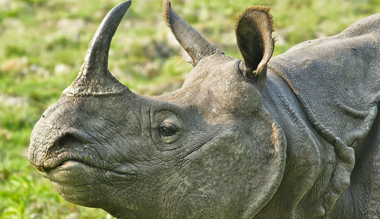 one-horned-rhino-in-kaziranga