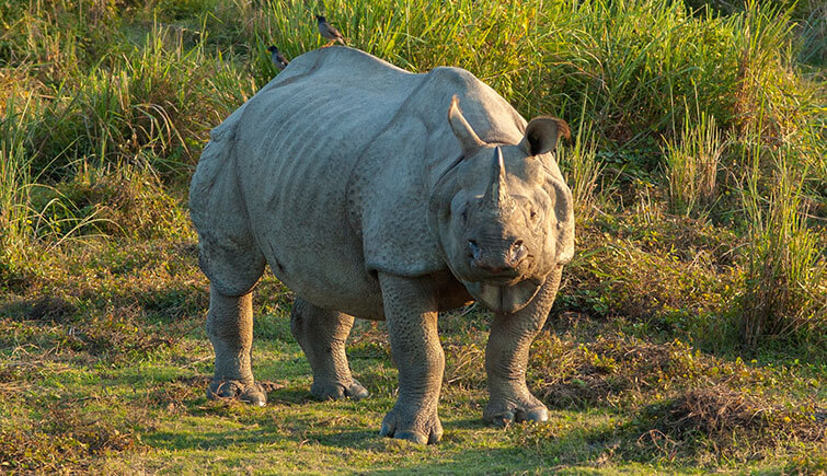 rare-one-horned-rhino-monsoon-season