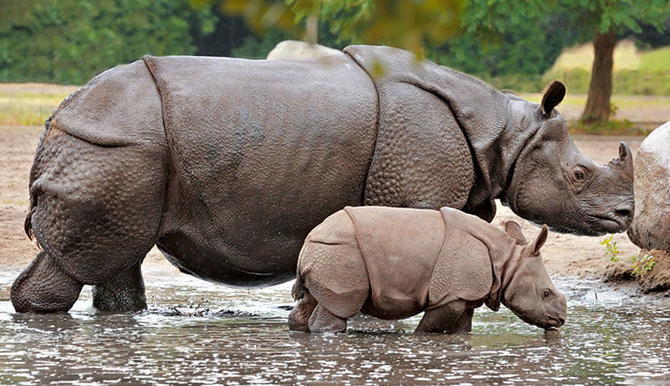 rhino-with-baby-rhino