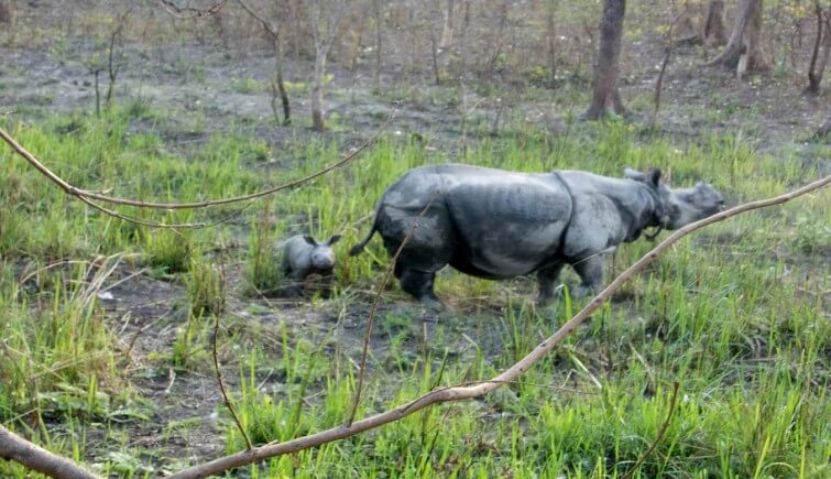 rhino-17 and calf- Jamir Ali