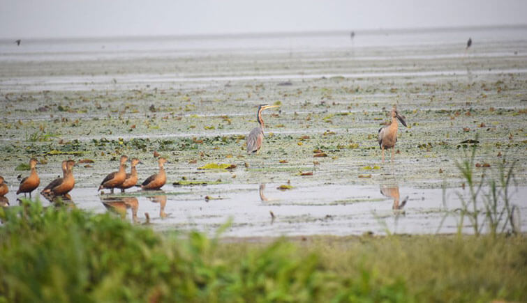 water-birds-in-a-wetland-in-Pobitora-Image-Chandan-Kumar-Duarah