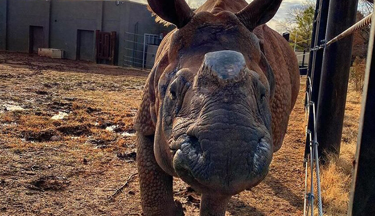 Niki- the Indian Rhino