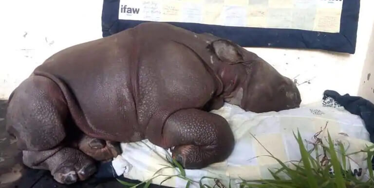 Baby Rhino Kaziranga