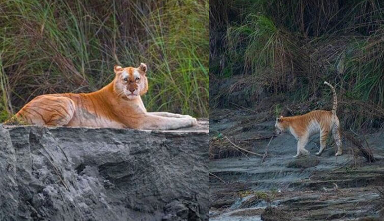 Golden Tiger in Kaziranga