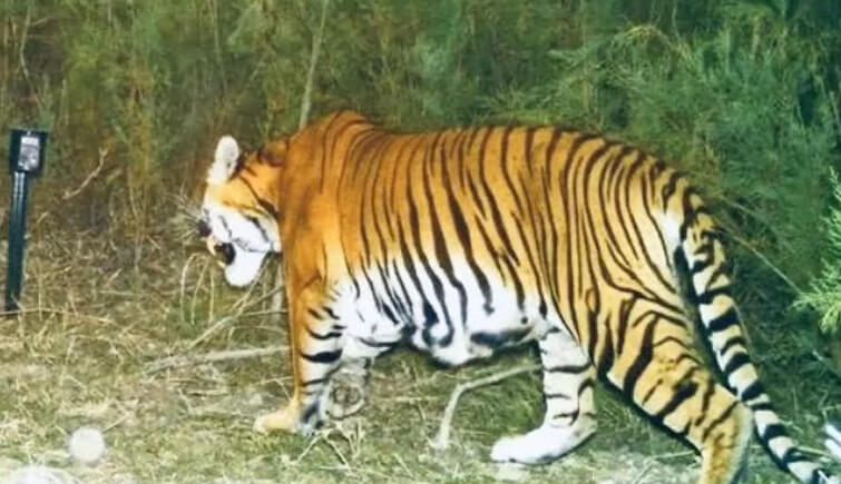 Tigers at Laokhowa Burhachapori Wildlife Sanctuary