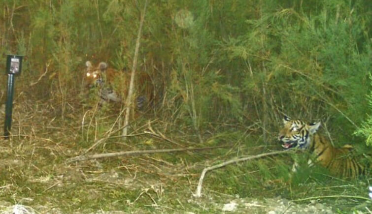 Successful Breeding of Tigers in Assam’s Laokhowa Wildlife Sanctuary Assam