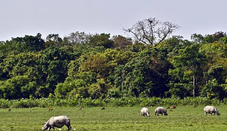 Kaziranga National Park Forest