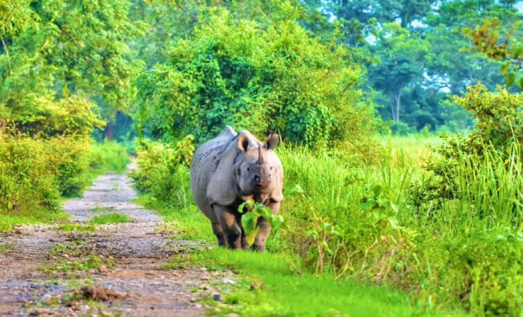 tours to kaziranga national park