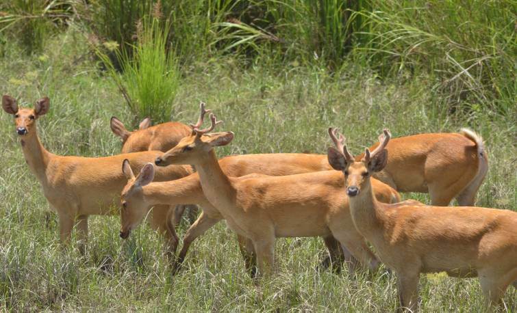 Kaziranga National Park Deers