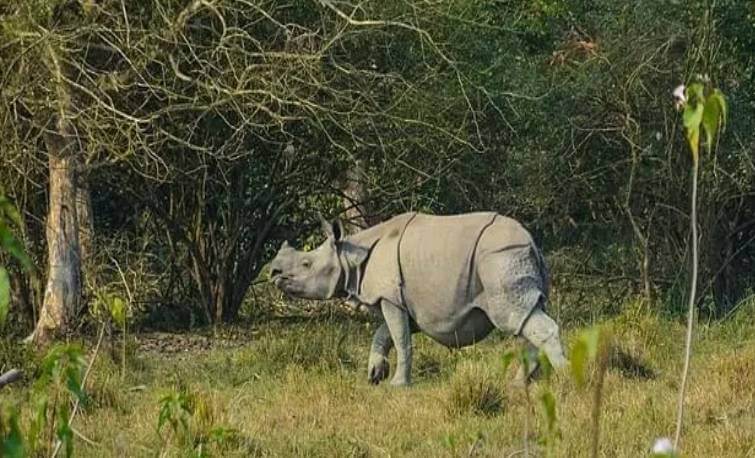 Kaziranga Rhino