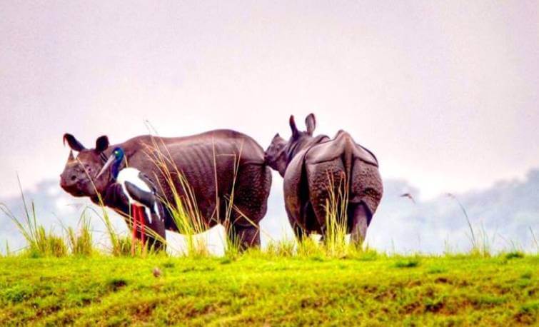 Best Places to Visit in Kaziranga National Park Assam | Kaziranga Tourism