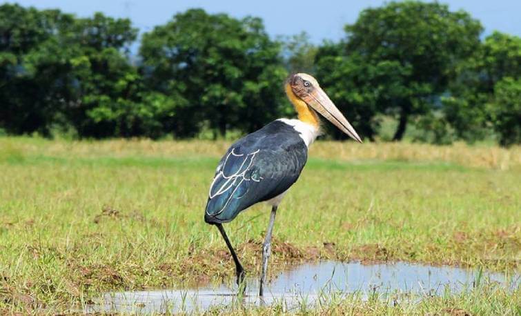 Bird Watching in Kaziranga
