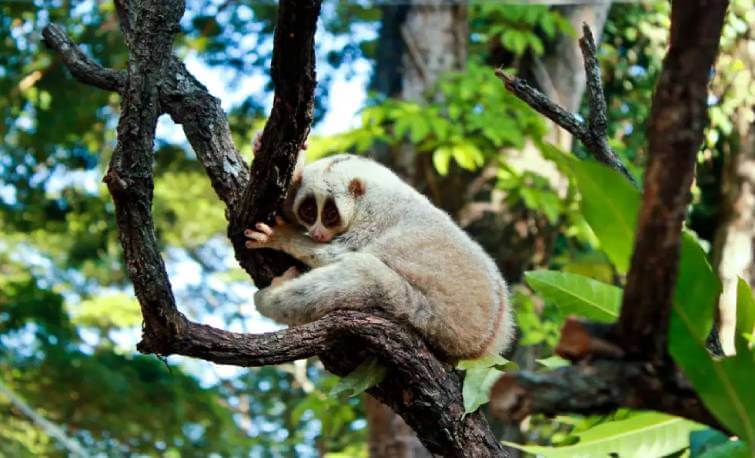 Hollongapar Gibbon Sanctuary Assam