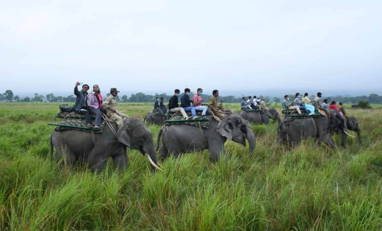 Kaziranga Elephant Safari