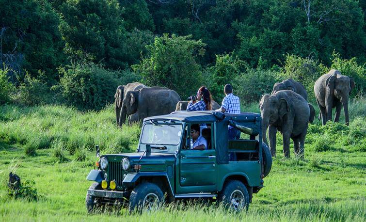 Kaziranga Jeep Safari