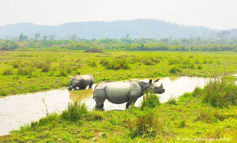 kaziranga national park visit time