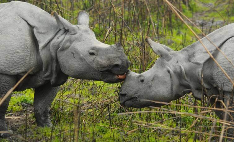 Kaziranga Rhino