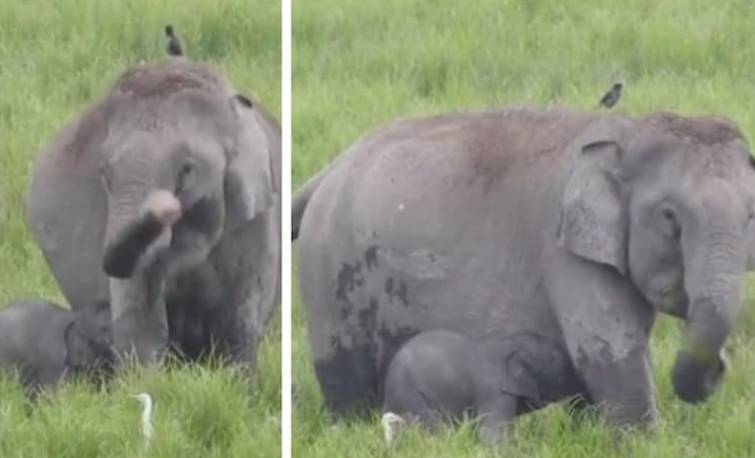 Kaziranga Elephant Feeding Her Baby