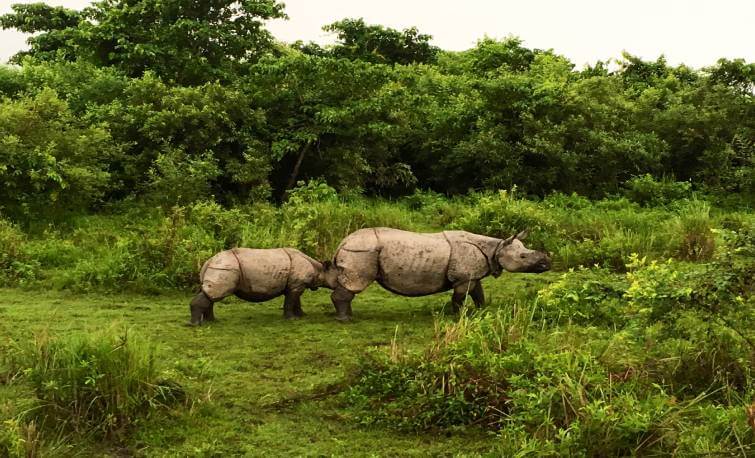 Kaziranga Park Rhino