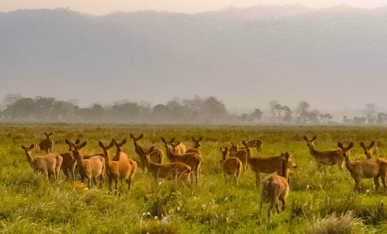 Swamp Deer Kaziranga