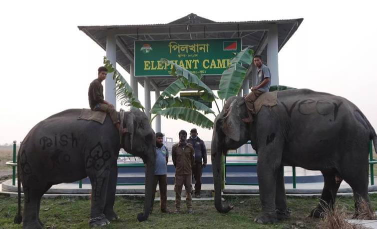 Tourists Can Feed Elephants at Kaziranga National Park