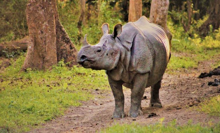 Assam Rhino