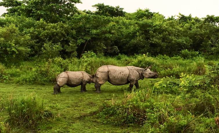 Kaziranga National Park Assam