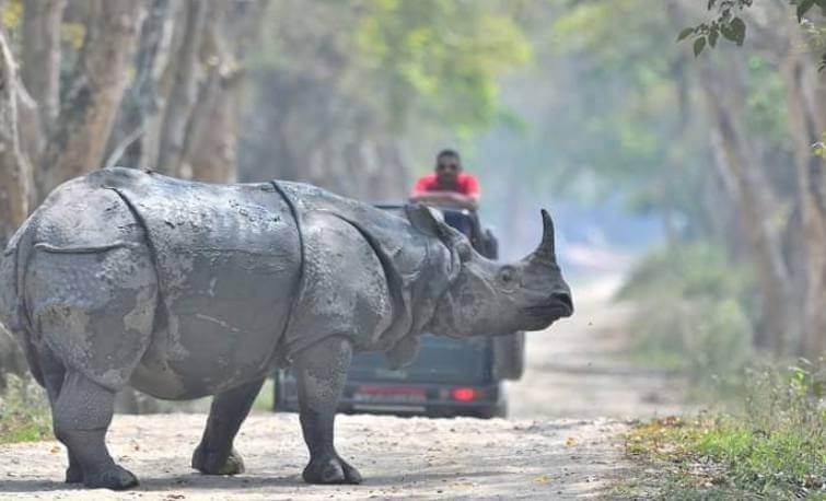 Kaziranga National Park Rhino