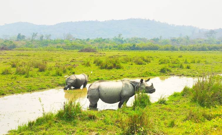 Kaziranga Rhino