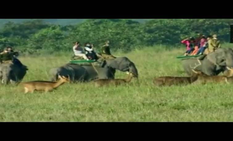 Rare Wildlife Scene Captured at Kaziranga National Park