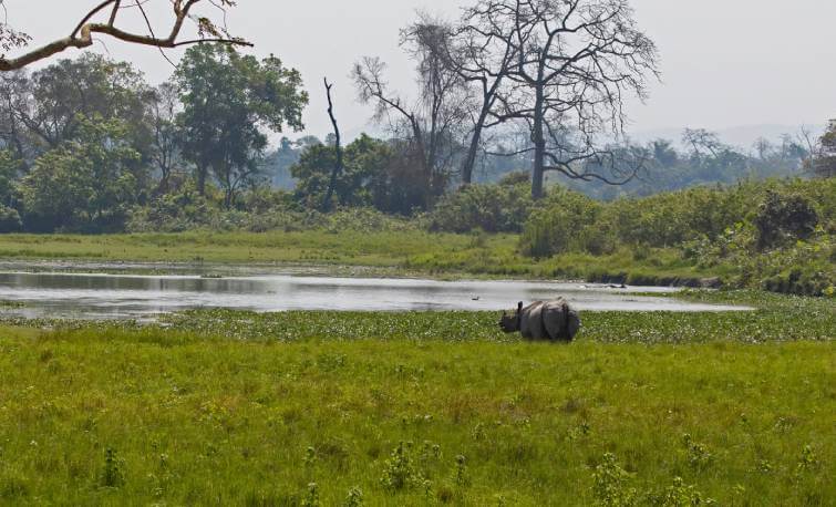 Kaziranga Rhino Assam India