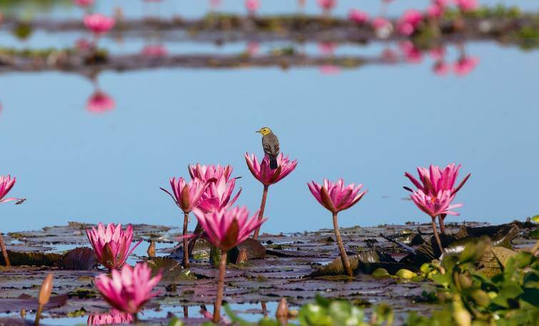 Dibru Saikhowa National Park