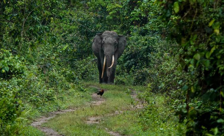 Manas National Park Elephant