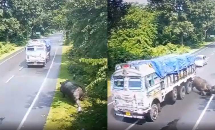 Rhino Hit by Truck in Kaziranga