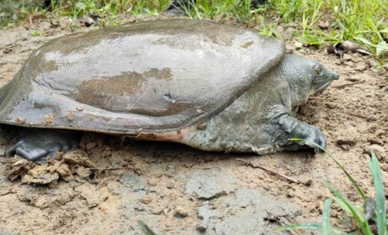 Black Softshell Turtle