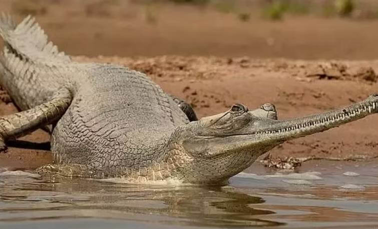 Gharial Spotted
