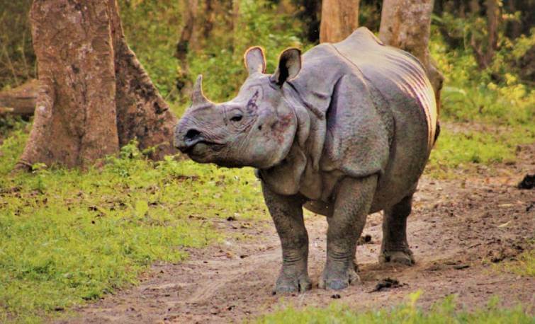 Kaziranga National Park Rhino Assam