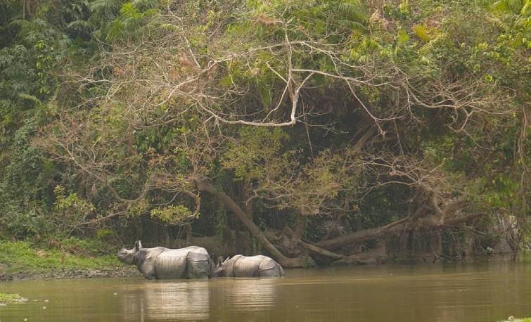 Kaziranga National Park Rhino