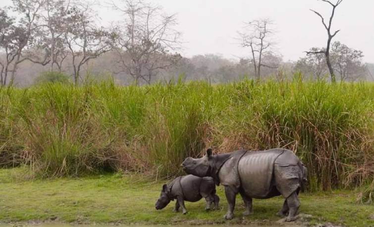 Kaziranga National Park Assam, India