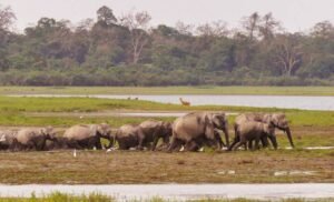 10 Reasons to Visit Kaziranga Tiger Reserve
